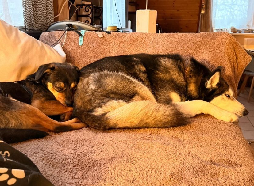 ❤️Sanfter Tiaro sucht dich✨evtl Pinscher Mix