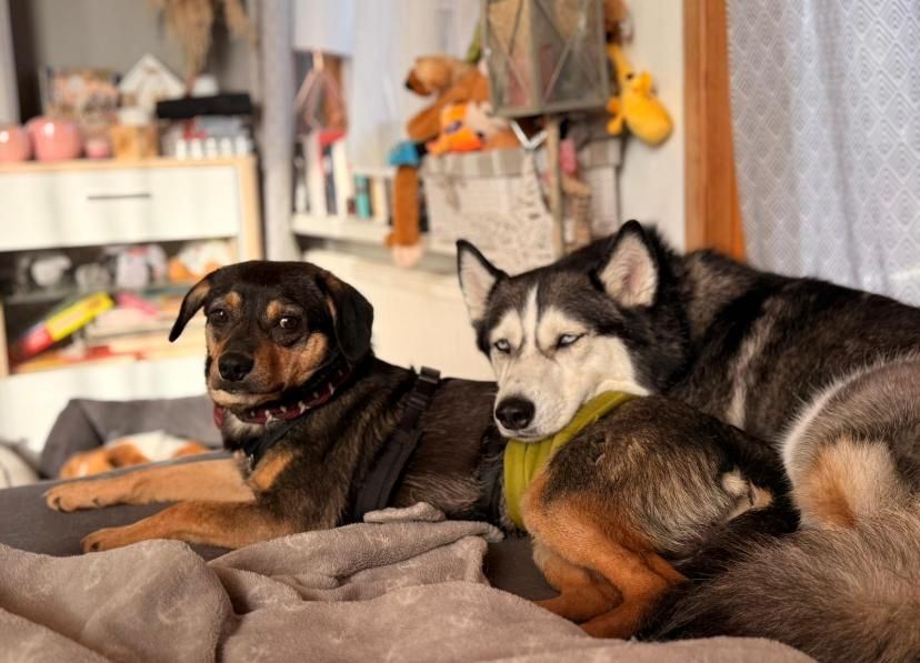 ❤️Sanfter Tiaro sucht dich✨evtl Pinscher Mix