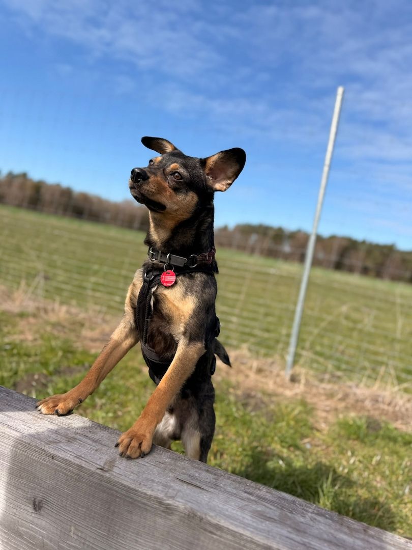 ❤️Sanfter Tiaro sucht dich✨evtl Pinscher Mix