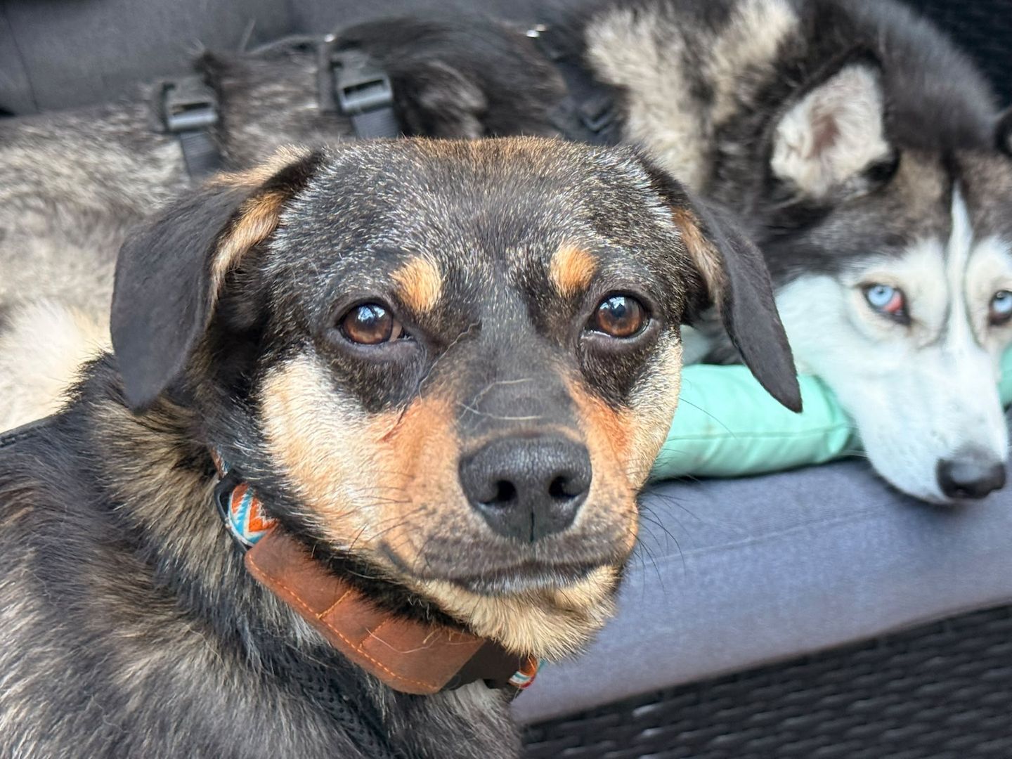 ❤️Sanfter Tiaro sucht dich✨evtl Pinscher Mix