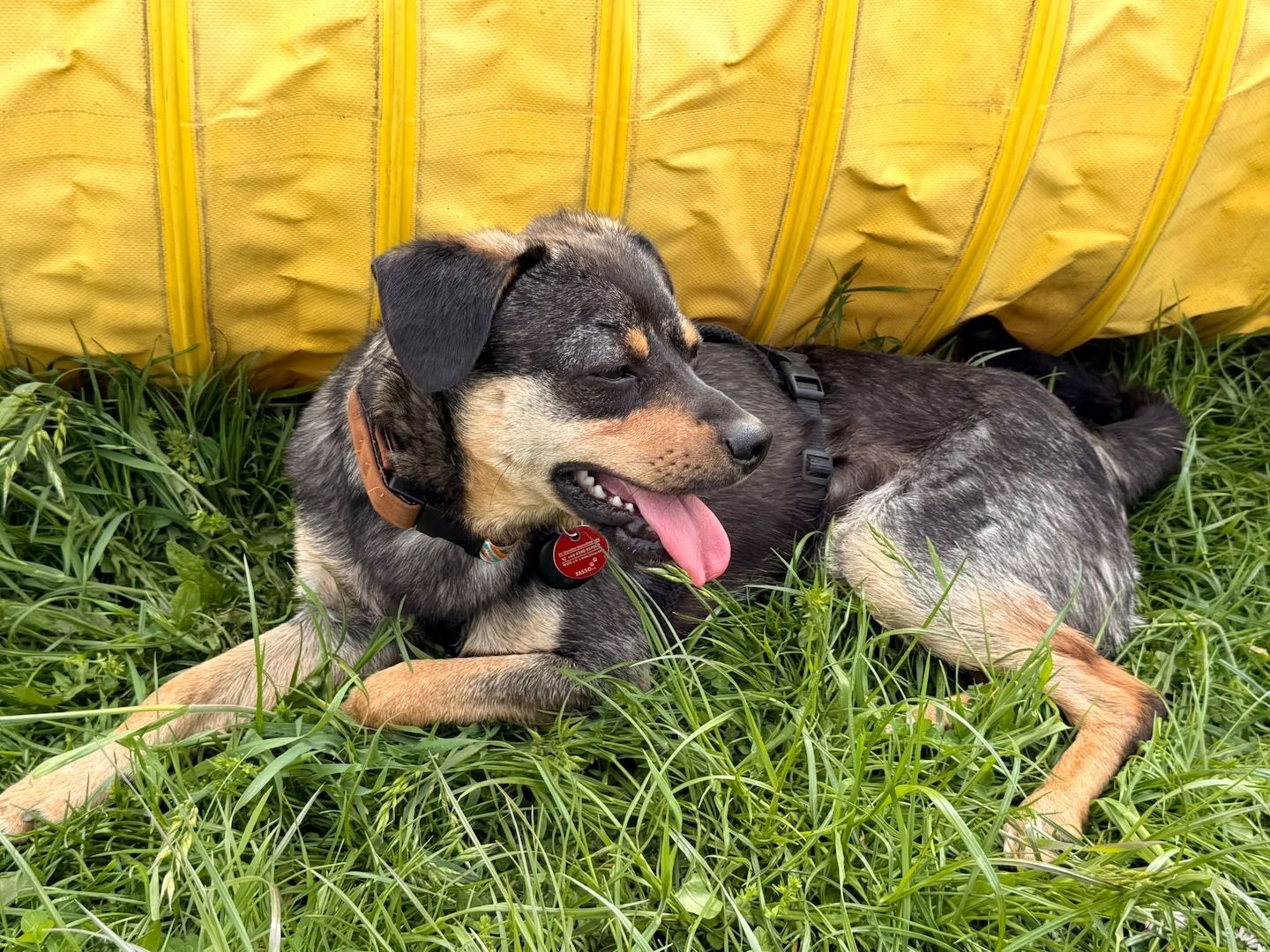 ❤️Sanfter Tiaro sucht dich✨evtl Pinscher Mix