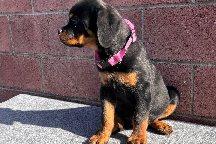 Reinrassige Rottweiler   Welpen