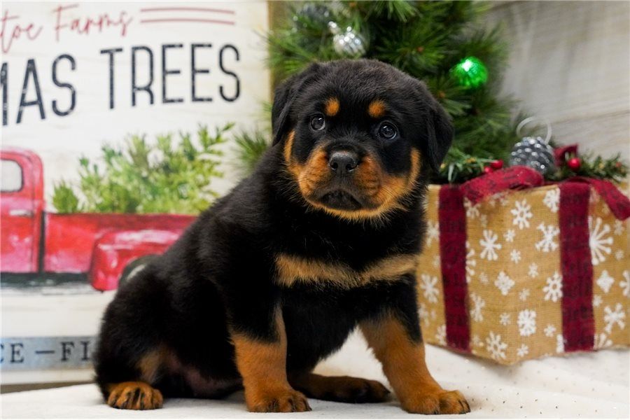 Reinrassige Rottweiler   Welpen