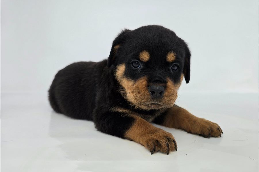 Reinrassige Rottweiler Welpen