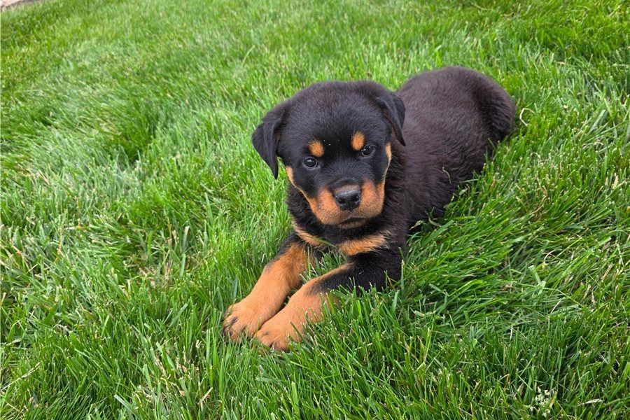 Reinrassige Rottweiler Welpen