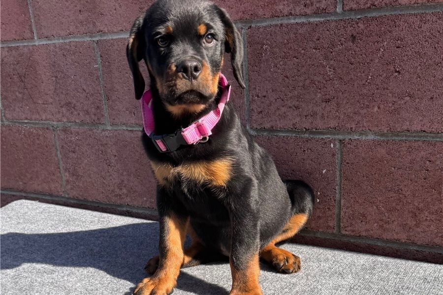 Reinrassige Rottweiler Welpen