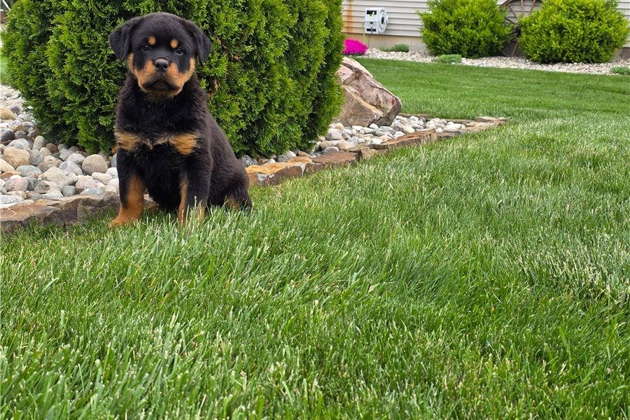 Reinrassige Rottweiler Welpen