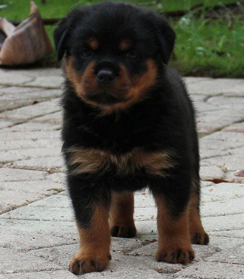 Reinrassige Rottweiler Welpen