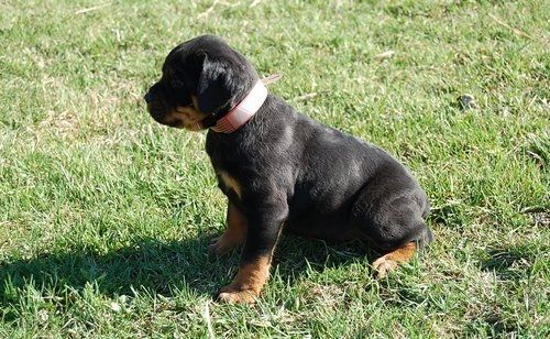 Reinrassige Rottweiler Welpen
