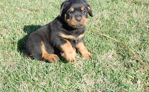 Reinrassige Rottweiler Welpen