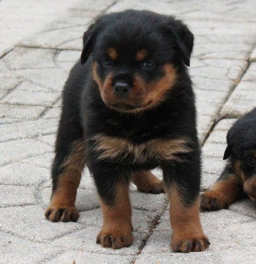Reinrassige Rottweiler Welpen