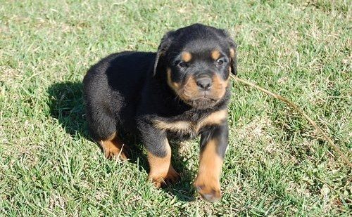 Reinrassige Rottweiler Welpen