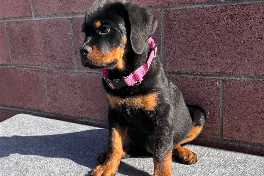 Reinrassige Rottweiler Welpen