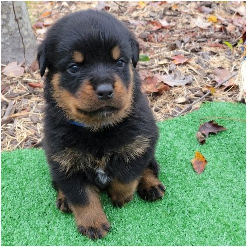 Reinrassige Rottweiler Welpen