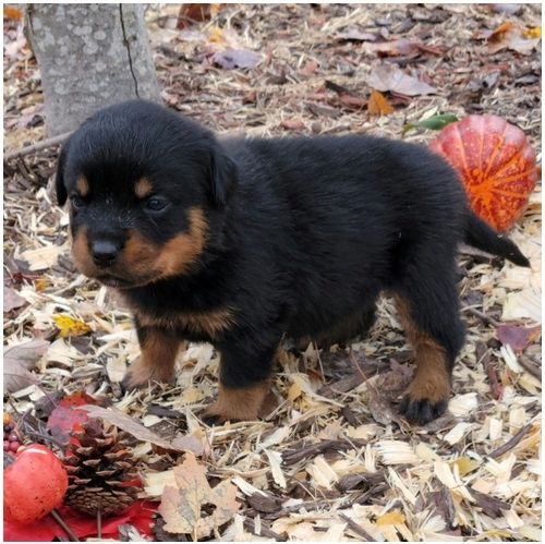 Reinrassige Rottweiler Welpen