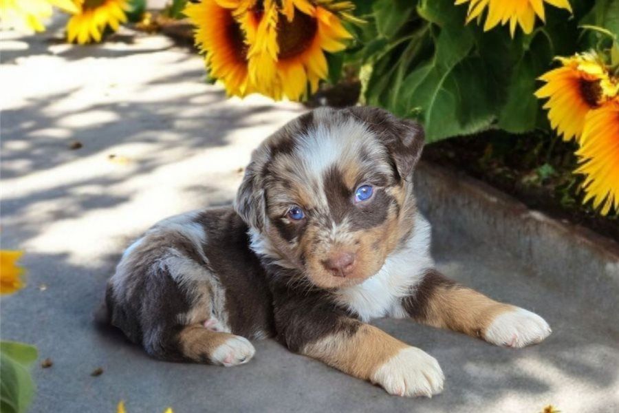 Reinrassige Australian Shepherd Welpen