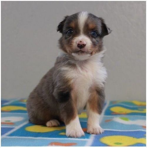 Reinrassige Australian Shepherd Welpen