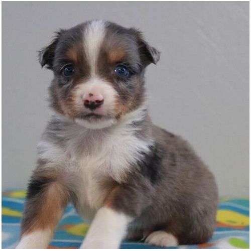 Reinrassige Australian Shepherd Welpen