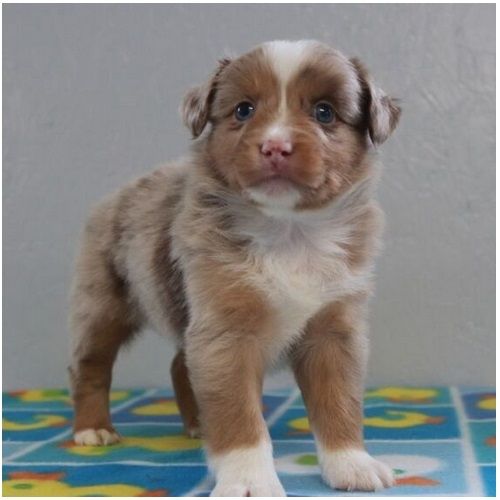 Reinrassige Australian Shepherd Welpen