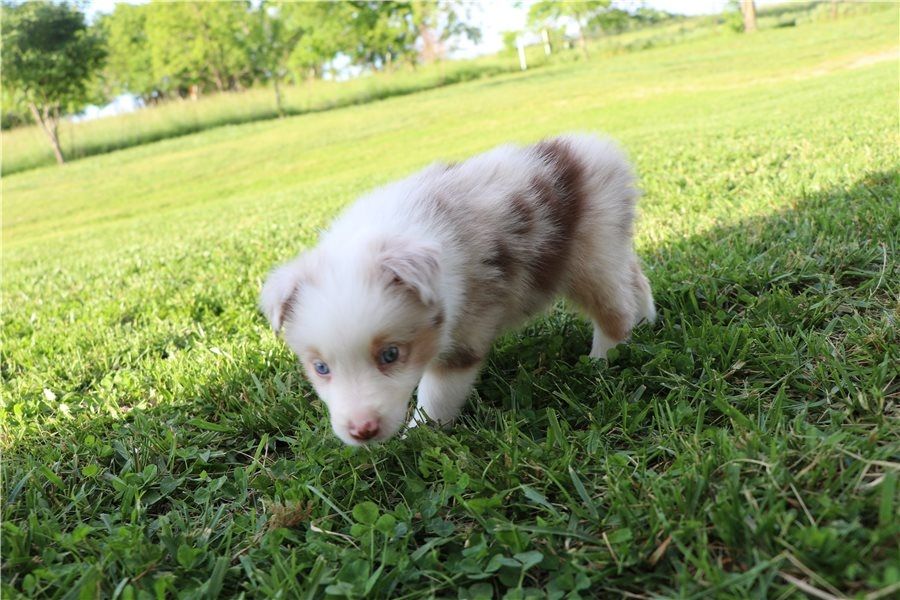 Reinrassige Australian Shepherd Welpen