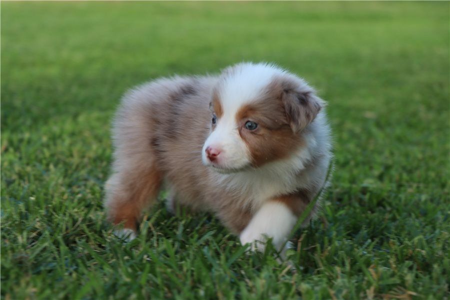 Reinrassige Australian Shepherd Welpen