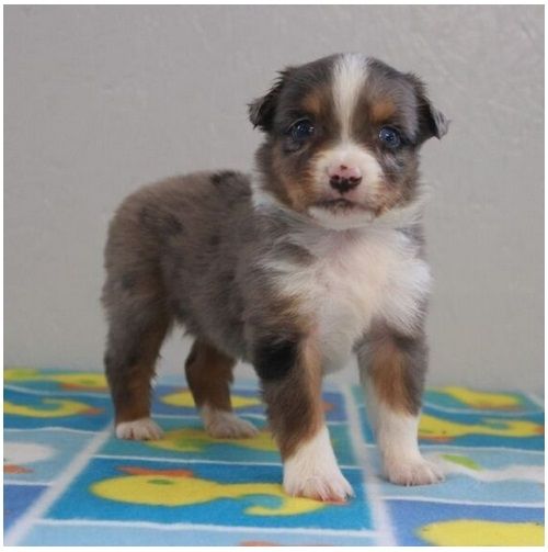 Reinrassige Australian Shepherd Welpen