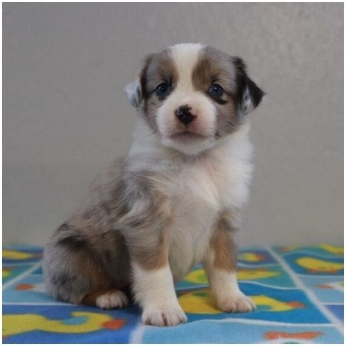 Reinrassige Australian Shepherd Welpen