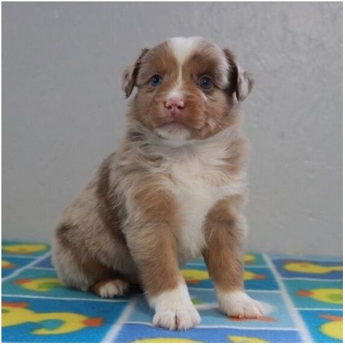 Reinrassige Australian Shepherd Welpen