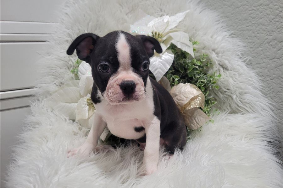 Reinrassige Boston Terrier Welpen