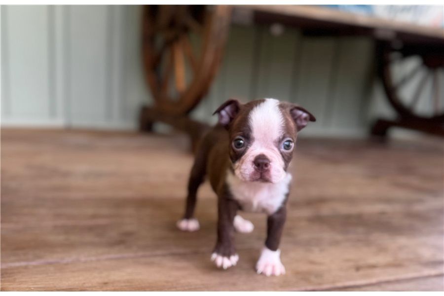 Reinrassige Boston Terrier Welpen