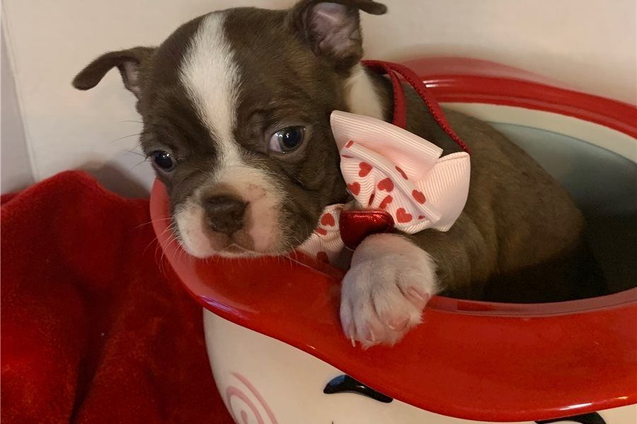 Reinrassige Boston Terrier Welpen