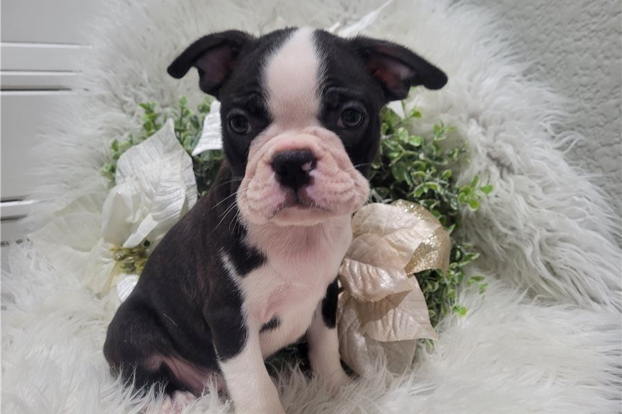 Reinrassige Boston Terrier Welpen