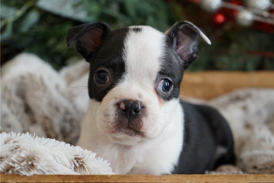 Reinrassige Boston Terrier Welpen