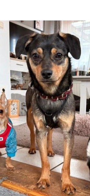 ❤️Sanfter Tiaro sucht dich✨evtl Pinscher Mix