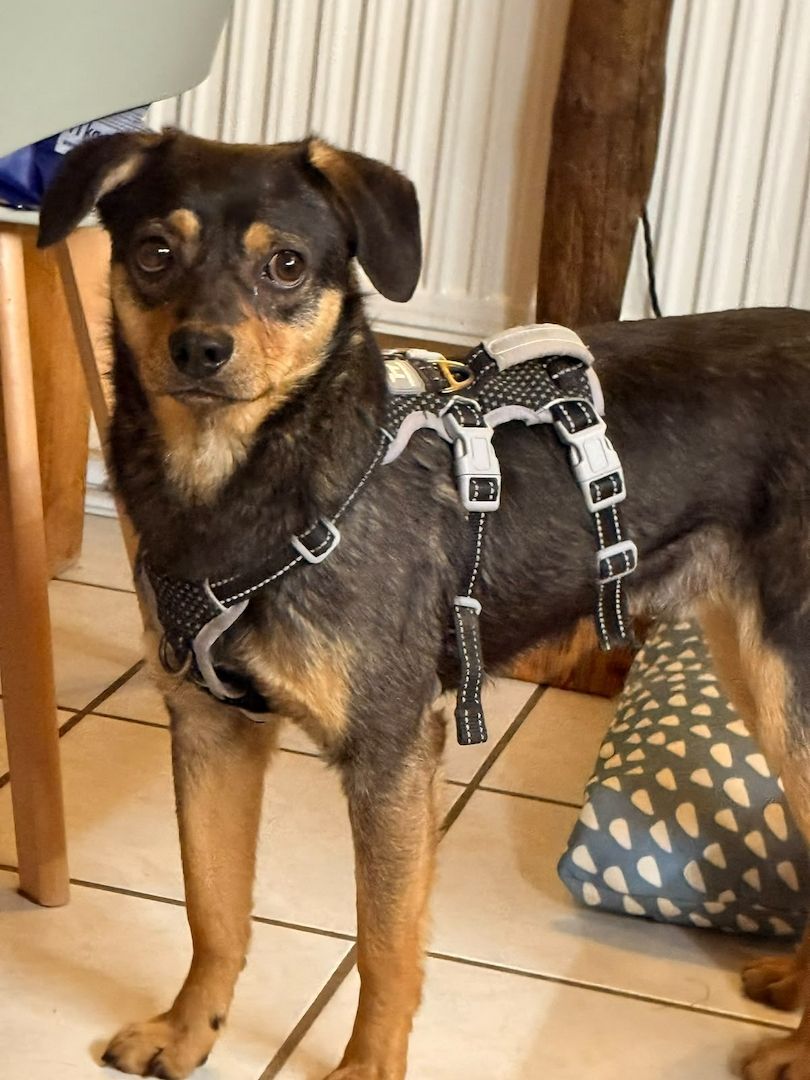 ❤️Sanfter Tiaro sucht dich✨evtl Pinscher Mix