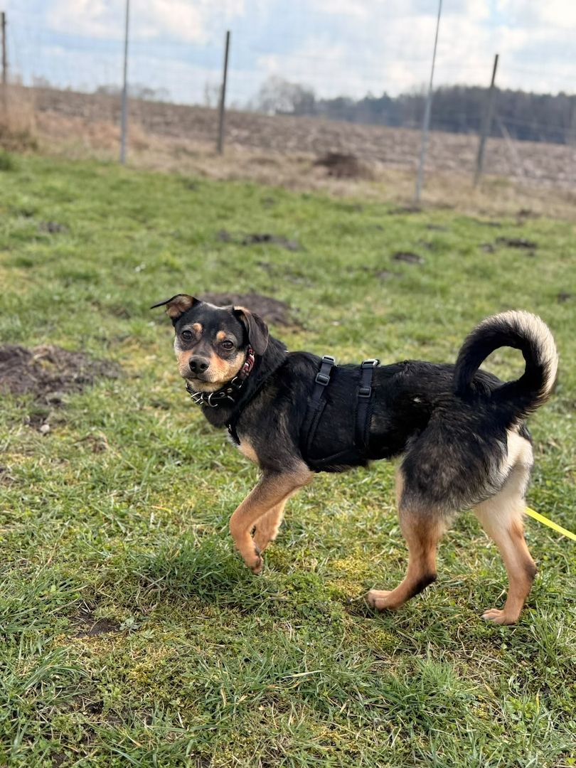 ❤️Sanfter Tiaro sucht dich✨evtl Pinscher Mix