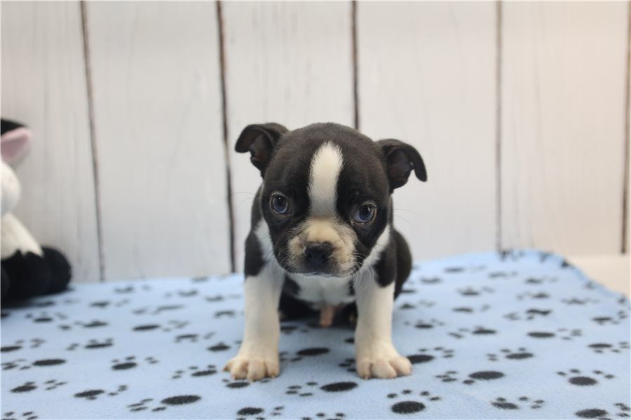 Reinrassige Boston Terrier Welpen