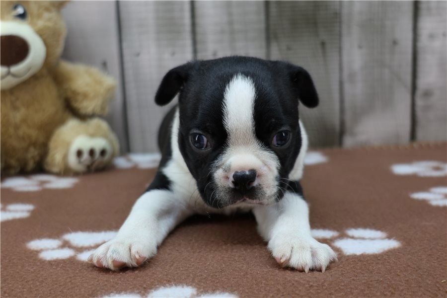 Reinrassige Boston Terrier Welpen