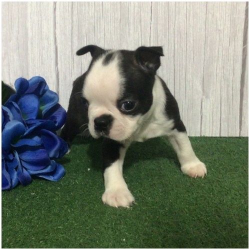 Reinrassige Boston Terrier Welpen