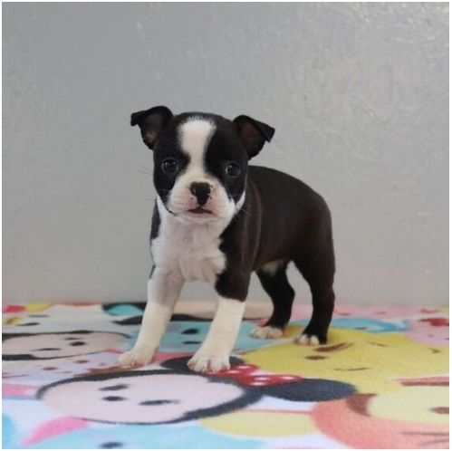 Reinrassige Boston Terrier Welpen