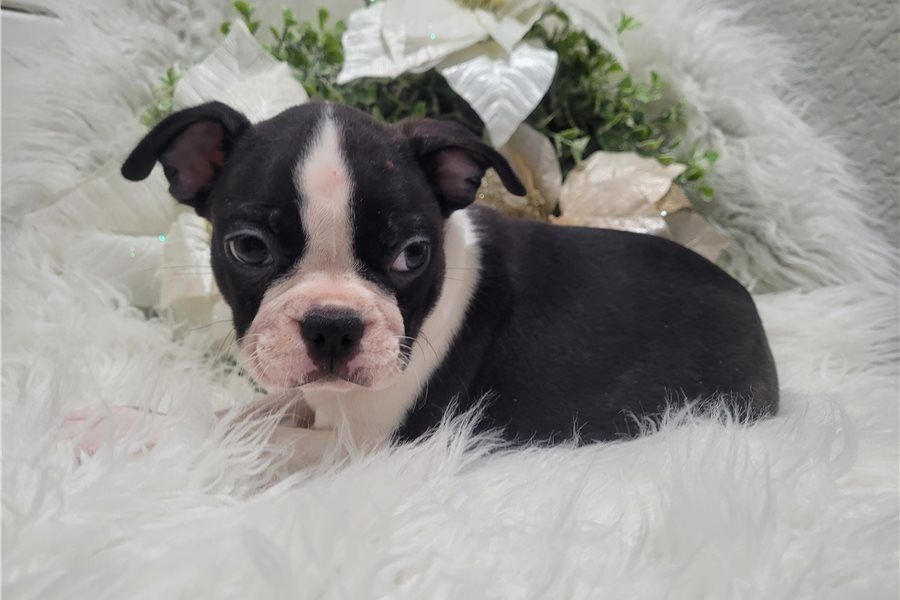 Reinrassige Boston Terrier Welpen