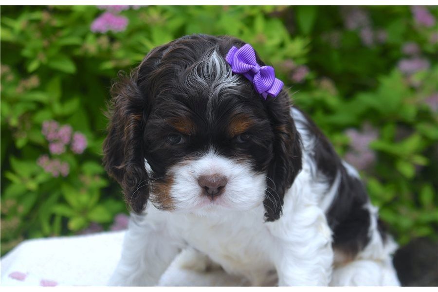 Reinrassige cocker spaniel welpen