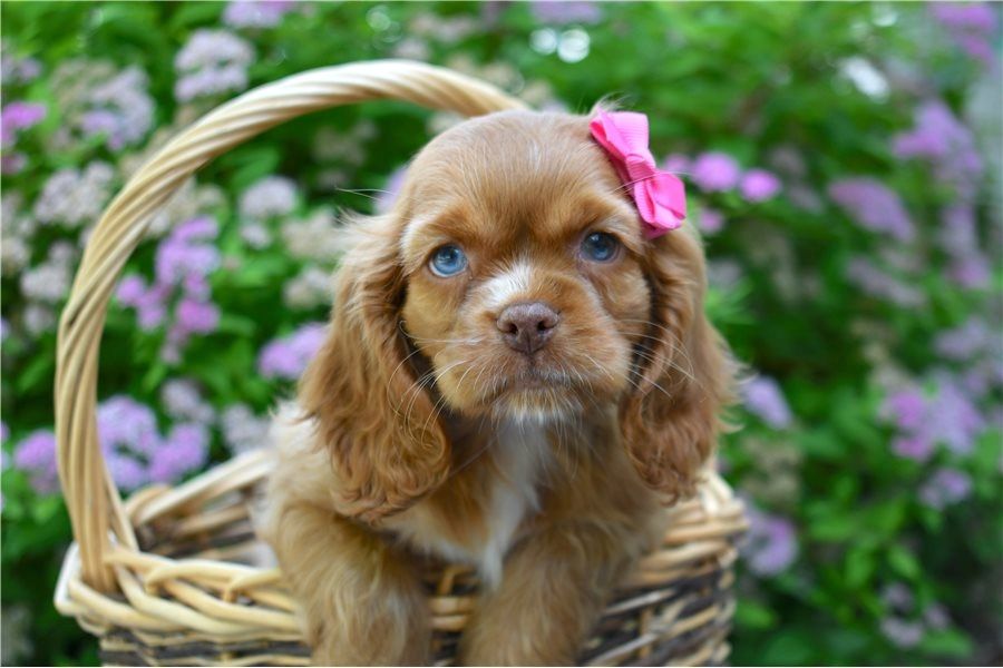 Reinrassige cocker spaniel welpen
