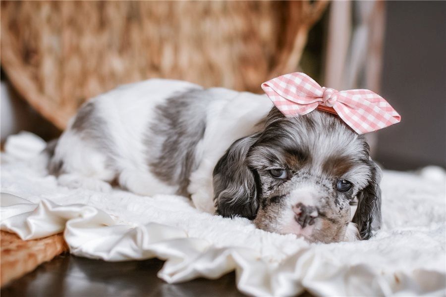 Reinrassige cocker spaniel welpen