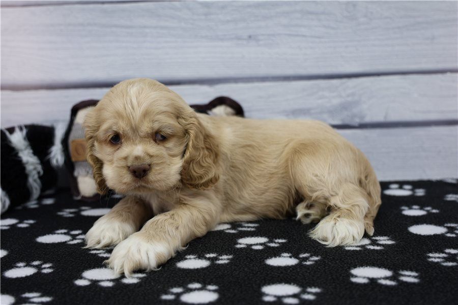 Reinrassige cocker spaniel welpen