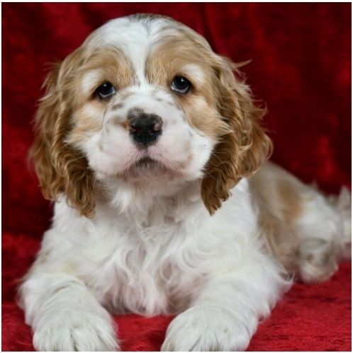 Reinrassige cocker spaniel welpen