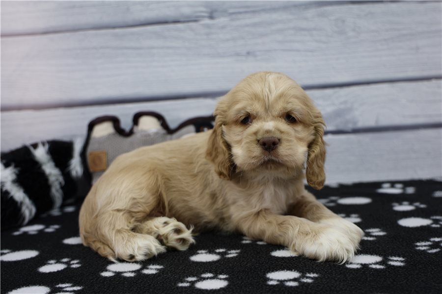 Reinrassige cocker spaniel welpen