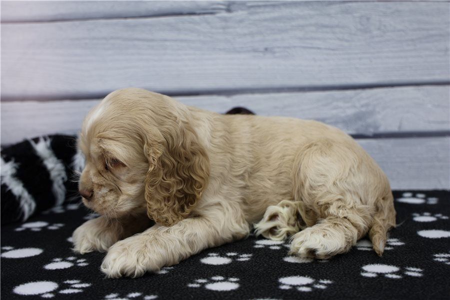 Reinrassige cocker spaniel welpen