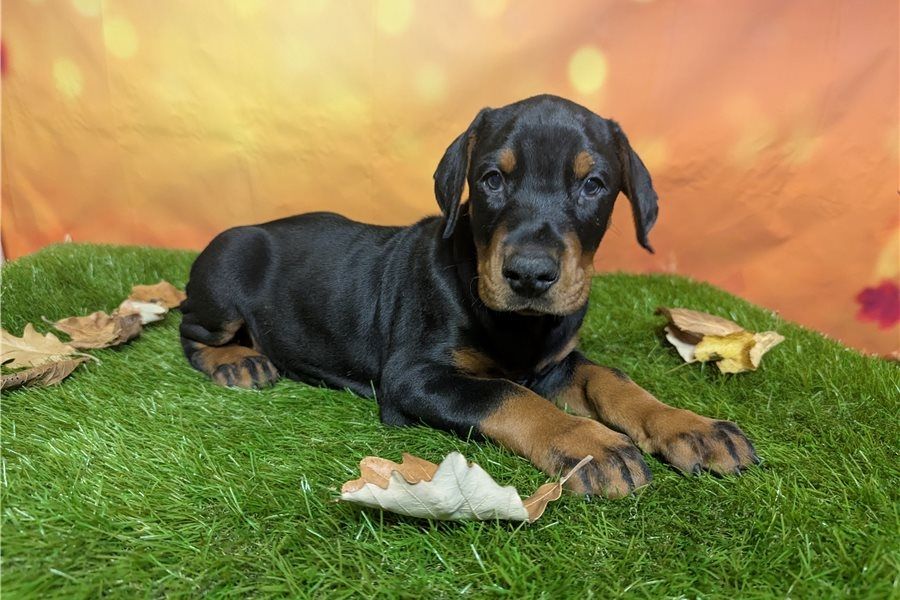 Reinrassige dobermann welpen
