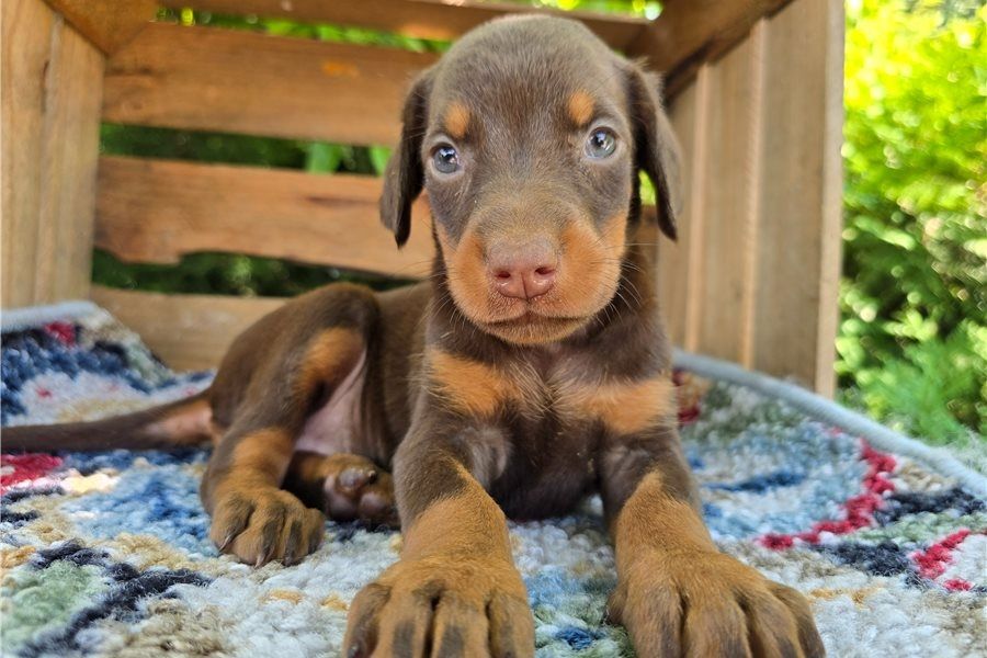 Reinrassige dobermann welpen